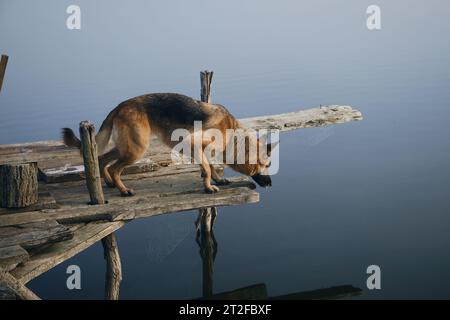 Wunderschöner reinrassiger Hund steht auf einem hölzernen Pier an einem nebeligen Herbstmorgen über einem See oder Fluss. Ein deutscher Schäferhund posiert am Rand der bri Stockfoto