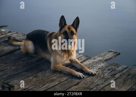 Ein schöner reinrassiger Hund liegt an einem nebeligen Herbstmorgen über einem See oder Fluss auf einem hölzernen Pier. Deutscher Schäferhund posiert auf der Brücke. Eine friedliche Landschaft Stockfoto