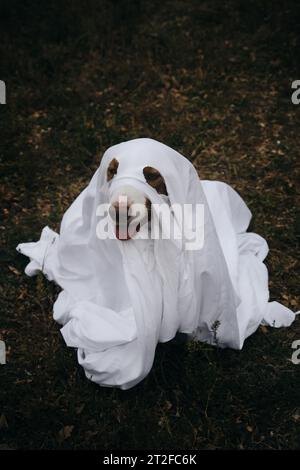 Der Hund verkleidet und feiert Halloween als Person. Ein brauner australischer Hirte in einem Geisterkostüm aus weißem Laken. Trick-or-Treat-Konzept. Stockfoto