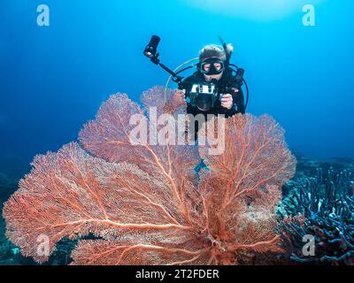 Eine Taucherin, die eine kompakte Kamera hält, schwimmt hinter einem großen Gorgonien-Seefächer Stockfoto