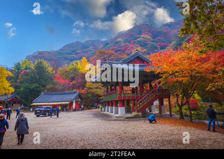 Farbenfroher Herbst mit wunderschönem Ahornblatt am Baekyangsa-Tempel im Naejangsan-Nationalpark, Südkorea. Stockfoto