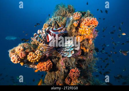Ein Löwenfisch mit einem Roten Kaiser-Snapper-Fisch (Lutjanus sebae), der sich in seinen stacheligen Flossen versteckt und auf einem Vorsprung eines alten, mit Korallen bedeckten Schiffswracks sitzt Stockfoto