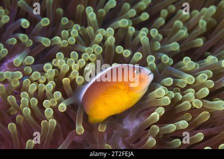 Ein Nosestripe Anemonenfisch oder Skunk Clownfisch (Amphiprion akallopisos) orange bis rosa Körper und ein weißer Streifen, in seinem Anemonenheim Stockfoto