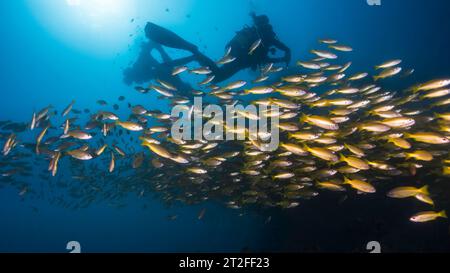 Eine Schule von gelben oder Großaugenschnappfischen (Lutjanus lutjanus) gelben Fischen, die zusammen mit der Silhouette einer weiblichen Taucherin und dem Mast o schwimmen Stockfoto