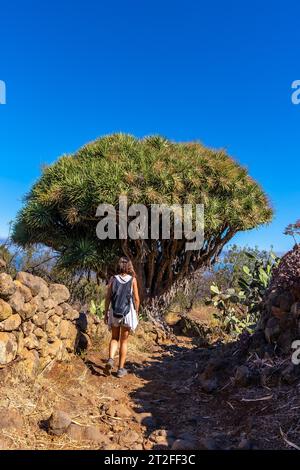 Eine junge Frau in einem riesigen Drachenbaum auf dem Las Tricias Trail. Garafia-Stadt im Norden der Insel La Palma auf den Kanarischen Inseln Stockfoto