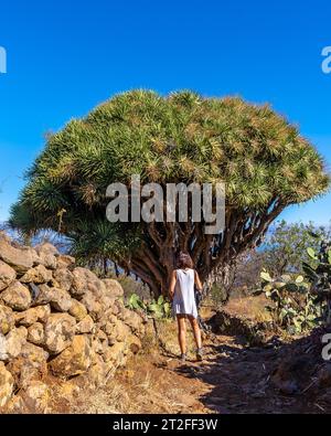 Eine junge Frau in einem riesigen Drachenbaum auf dem Las Tricias Trail. Garafia-Stadt im Norden der Insel La Palma auf den Kanarischen Inseln Stockfoto