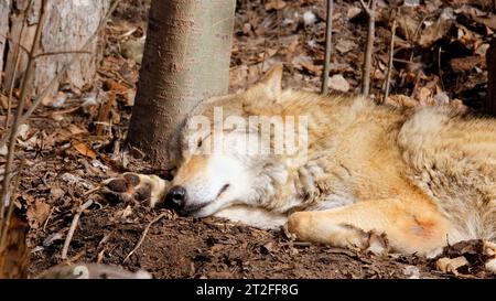 Eine Nahaufnahme eines grauen Wolfs, der im Schatten des Waldes schläft. Tierwelt Stockfoto