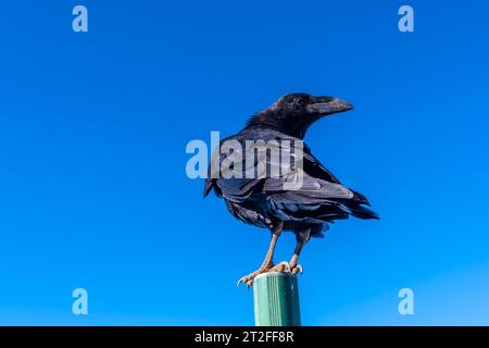 Eine Krähe auf einem Straßenschild auf der Caldera de Taburiente in der Nähe von Roque de los Muchachos an einem Sommernachmittag, La Palma, Kanarische Inseln. Spanien Stockfoto