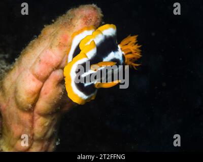 Nahaufnahme einer afrikanischen Chromodorid (Chromodoris Africana) Nacktschnecke oder Meeresschnecke mit gelber, schwarz-weißer Färbung unter Wasser Stockfoto