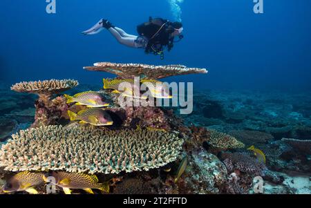 Weibliche Taucherin erkunden das Riff mit Plattenkorallen (Gattung Acropora) und einigen Schwarzfleckenfischen (Plectorhinchus gaterinus) in tropischer Wa Stockfoto