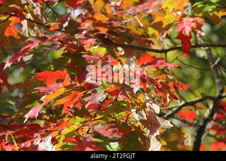 Die herbstlichen Blätter der Roten Eiche, Quercus Rubra Stockfoto