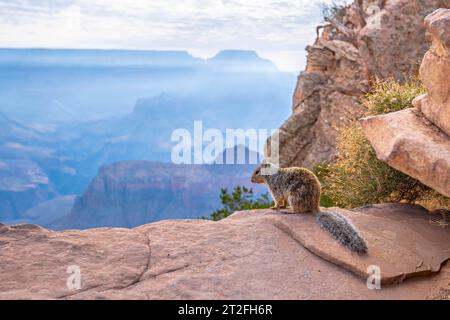 Ein Eichhörnchen, das mit Touristen in South Kaibab Trailhead spielt. Grand Canyon, Arizona Stockfoto