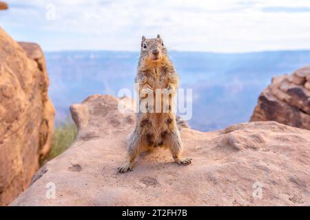 Ein Eichhörnchen, das mit Touristen in South Kaibab Trailhead spielt. Grand Canyon, Arizona Stockfoto