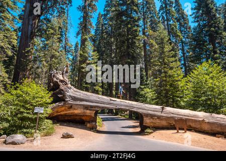 Ein Mann im Sequoia-Nationalpark, dem berühmten Tunnel des Parks Stockfoto