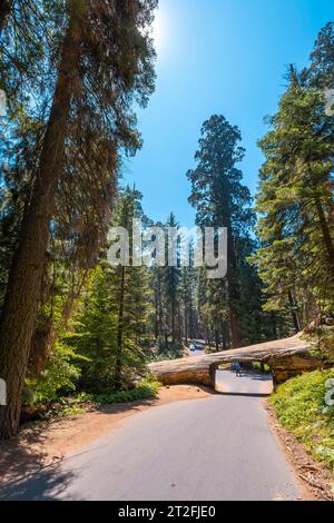 Der wunderschöne Tunnelbaum namens Tunnel Log im Sequoia National Park, Kalifornien. Usa Stockfoto