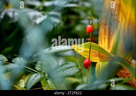 Nicht exklusiv: LEMBERG, UKRAINE - 17. OKTOBER 2023 - Beeren werden im Herbst in Lemberg, Westukraine abgebildet. Stockfoto