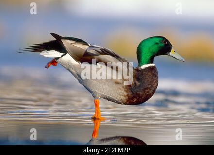 Stockente (Anas platyrhynchos) drake männlich auf der Oberfläche eines gefrorenen Teichs, Upper Deeside, Cairngorms National Park, Schottland, Februar 1999 Stockfoto