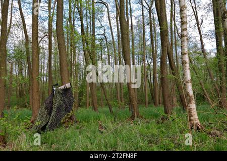 Naturparkfotograf bei der Arbeit, Methoden eines Naturfotografen, Naturfotograf in Tarnung in einem Sumpfwald, Peene Valley River Stockfoto