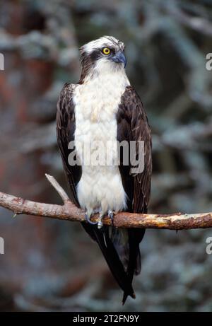 Osprey (Pandion haliaetus) männlich auf Barsch in der Nähe des Nestes in Scots Pine (Pinus sylvestris) Morayshire, Schottland, Juli 1998 Stockfoto