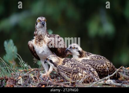 Fischadler (Pandion haliaetus) weiblich im Nest mit zwei gut erwachsenen Jungen, Morayshire, Schottland, Juni 1998 Stockfoto