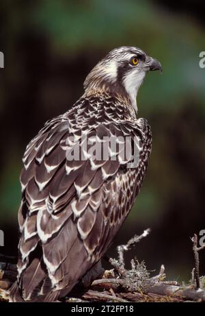 Osprey (Pandion haliaetus) gut gewachsenes Jungtier in der Nähe der Flucht aus Nest, Morayshire, Schottland, Juli 1998 Stockfoto