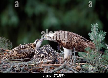 Fischadler (Pandion haliaetus) Weibchen, die gut erwachsene Jungtiere im Nest füttern, Morayshire, Schottland, Juni 1998 Stockfoto