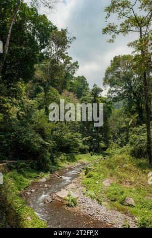 Erkunden Sie die Ruhe des üppigen Waldes von Lombok, wo ein sanfter Fluss durch lebendiges Grün schlängelt. Die Symphonie der Natur schwingt im Rascheln Stockfoto