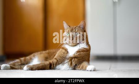 Die orangene Tabbykatze sitzt auf den Fliesen in der Küche Stockfoto