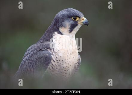 Wanderfalke (Falco peregrinus)-Porträt von in Heidehaltung gehaltenen Falconervögeln in den Lammermuir Hills, Berwickshire, Schottland, April 1998 Stockfoto