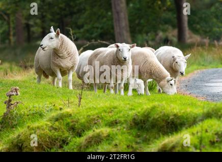 Cheviot Schafe im Forest of Bowland in Marshaw, Lancaster, Lancashire, Großbritannien an einem sonnigen Herbstmorgen. Stockfoto