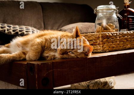 Die orangene Tabbykatze liegt auf einem Couchtisch im Wohnzimmer Stockfoto