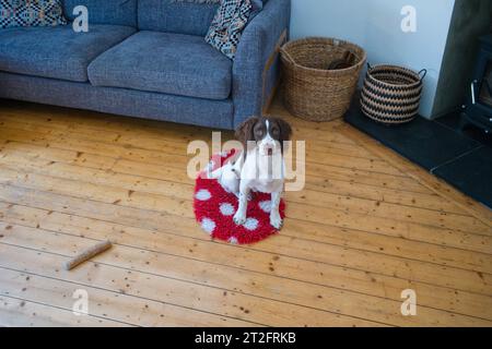 Ein 5 Monate alter springer Spaniel, der in einem Haus mit Kiefernboden sitzt Stockfoto