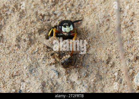 Bienenwolf, mit Erbeuteter Biene, Beute, am Nest, Nisteingang, Neströhre, Niströhre, Philanthus triangulum, Philanthus apivorus, Europäischer Bienenwolf, Biene Stockfoto