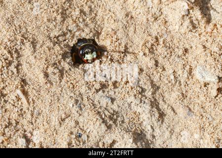 Bienenwolf, am Nest, Nisteingang, Neströhre, Niströhre, Philanthus triangulum, Philanthus apivorus, europäischer Bienenwolf, Bienenwolf, bienenfressender Philanthus, Stockfoto