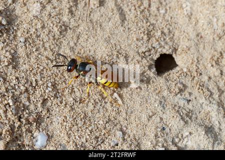 Bienenwolf, am Nest, Nisteingang, Neströhre, Niströhre, Philanthus triangulum, Philanthus apivorus, europäischer Bienenwolf, Bienenwolf, bienenfressender Philanthus, Stockfoto