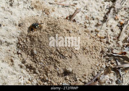 Bienenwolf, am Nest, Nisteingang, Neströhre, Niströhre, Philanthus triangulum, Philanthus apivorus, europäischer Bienenwolf, Bienenwolf, bienenfressender Philanthus, Stockfoto