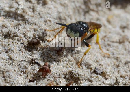 Bienenwolf, Philanthus triangulum, Philanthus apivorus, Europäischer Bienenwolf, Bienenwolf, Bienenfressender Philanthus, le philanthe apivore Stockfoto