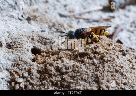 Bienenwolf, am Nest, Nisteingang, Neströhre, Niströhre, Philanthus triangulum, Philanthus apivorus, europäischer Bienenwolf, Bienenwolf, bienenfressender Philanthus, Stockfoto