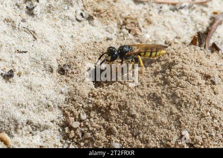 Bienenwolf, am Nest, Nisteingang, Neströhre, Niströhre, Philanthus triangulum, Philanthus apivorus, europäischer Bienenwolf, Bienenwolf, bienenfressender Philanthus, Stockfoto