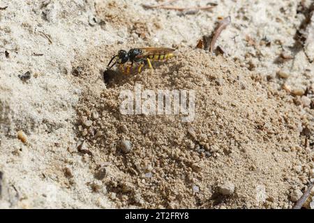 Bienenwolf, am Nest, Nisteingang, Neströhre, Niströhre, Philanthus triangulum, Philanthus apivorus, europäischer Bienenwolf, Bienenwolf, bienenfressender Philanthus, Stockfoto