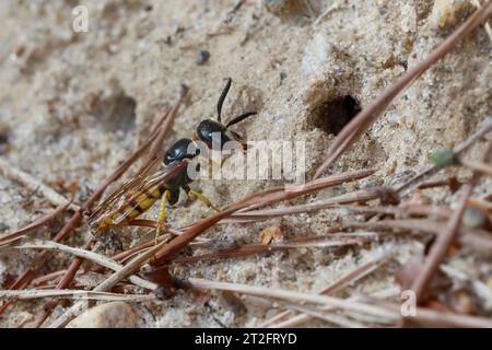 Bienenwolf, am Nest, Nisteingang, Neströhre, Niströhre, Philanthus triangulum, Philanthus apivorus, europäischer Bienenwolf, Bienenwolf, bienenfressender Philanthus, Stockfoto