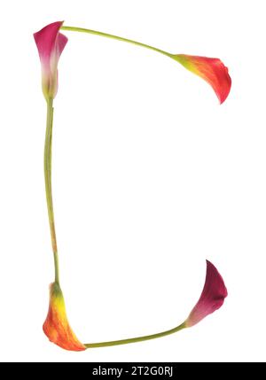 Der farbenfrohe Buchstabe C besteht aus Calla-Lilien in Gelb, Rot, Rosa. Orange, Grün und weiß. Elegant stilvoll und symbolisch Kommunikation. Stockfoto