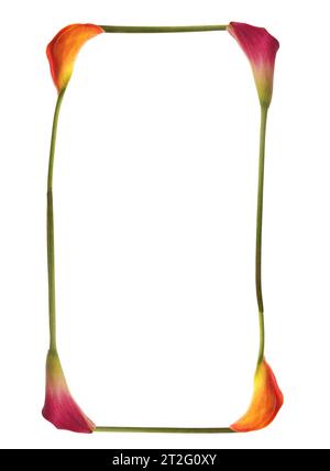 Der farbenfrohe Buchstabe D wurde mit Calla-Lilien in gelb, rot, rosa zusammengesetzt. Orange, Grün und weiß. Elegant stilvoll und symbolisch Kommunikation. Stockfoto