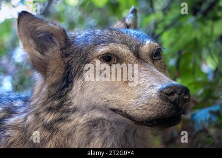 Das Porträt von Wolf - Canis Lupus Stockfoto