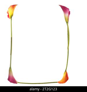 Farbenfroher Buchstabe U mit Calla-Lilien in gelb, rot, rosa. Orange, Grün und weiß. Elegant stilvoll und symbolisch Kommunikation. Stockfoto