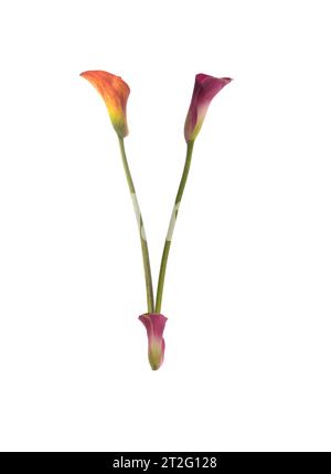 Der farbenfrohe Buchstabe V besteht aus Calla-Lilien in gelb, rot, rosa. Orange, Grün und weiß. Elegant stilvoll und symbolisch Kommunikation. Stockfoto