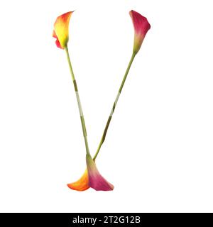 Der farbenfrohe Buchstabe V besteht aus Calla-Lilien in gelb, rot, rosa. Orange, Grün und weiß. Elegant stilvoll und symbolisch Kommunikation. Stockfoto