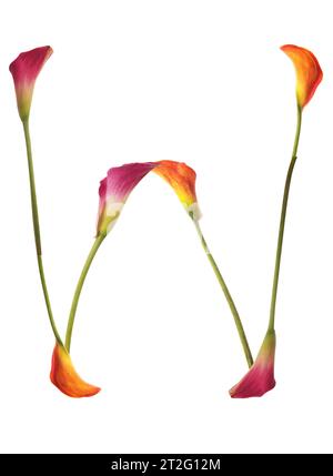 Der farbenfrohe Buchstabe W setzt sich aus Calla-Lilien in gelb, rot, rosa zusammen. Orange, Grün und weiß. Elegant stilvoll und symbolisch Kommunikation. Stockfoto