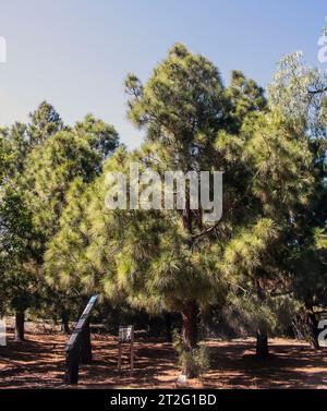 Güímar, Teneriffa, Comunidad Autonoma des Canarias, Spanien. Güímar Pyramiden. Der botanische Garten in der Gegend. Pino Canario (Pinus canariensis), großer immergrüner Baum. Stockfoto