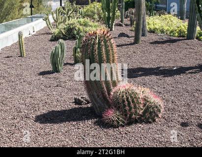 Güímar, Teneriffa, Comunidad Autonoma des Canarias, Spanien. Güímar Pyramiden. Der botanische Garten in der Gegend. Ein Kaktus. Stockfoto